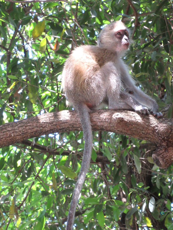 Victoria Falls animals at the National Park: Baby monkey in a tree Picture