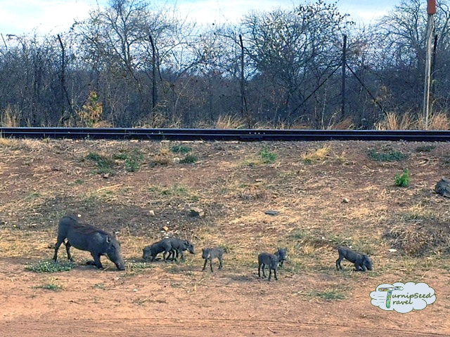 Warthog babies Victoria Falls Bridge: Crossing the Zimbabwe Zambia border