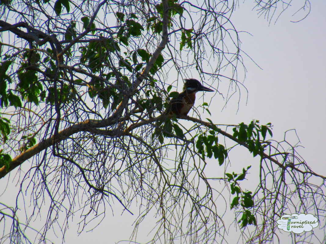 A bird sits in a tree in Zambia Picture