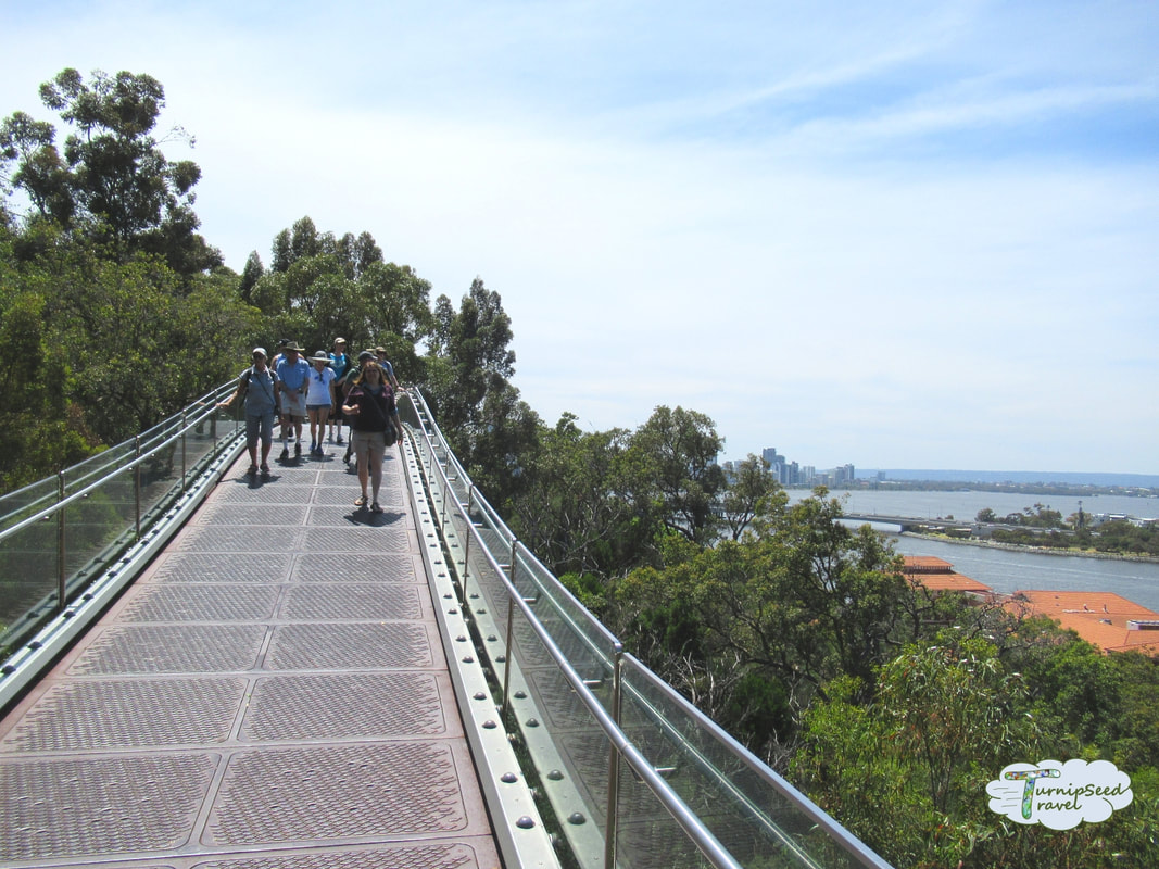 An elevated bridge walkway in Kings Park Botanic Garden Perth