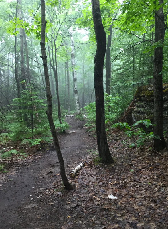 A view of the forest on the trail.