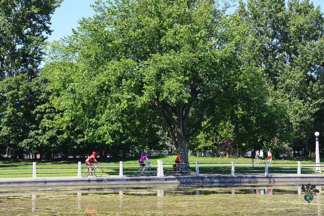 Three cyclists bike along the paths of the Rideau Canal with green trees in the background