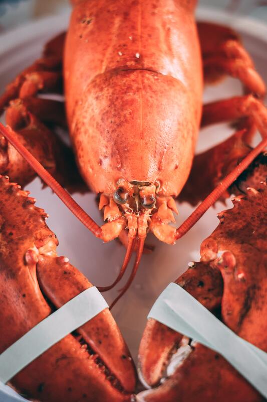 Close up of a red cooked lobster with elastic bands on its claws.