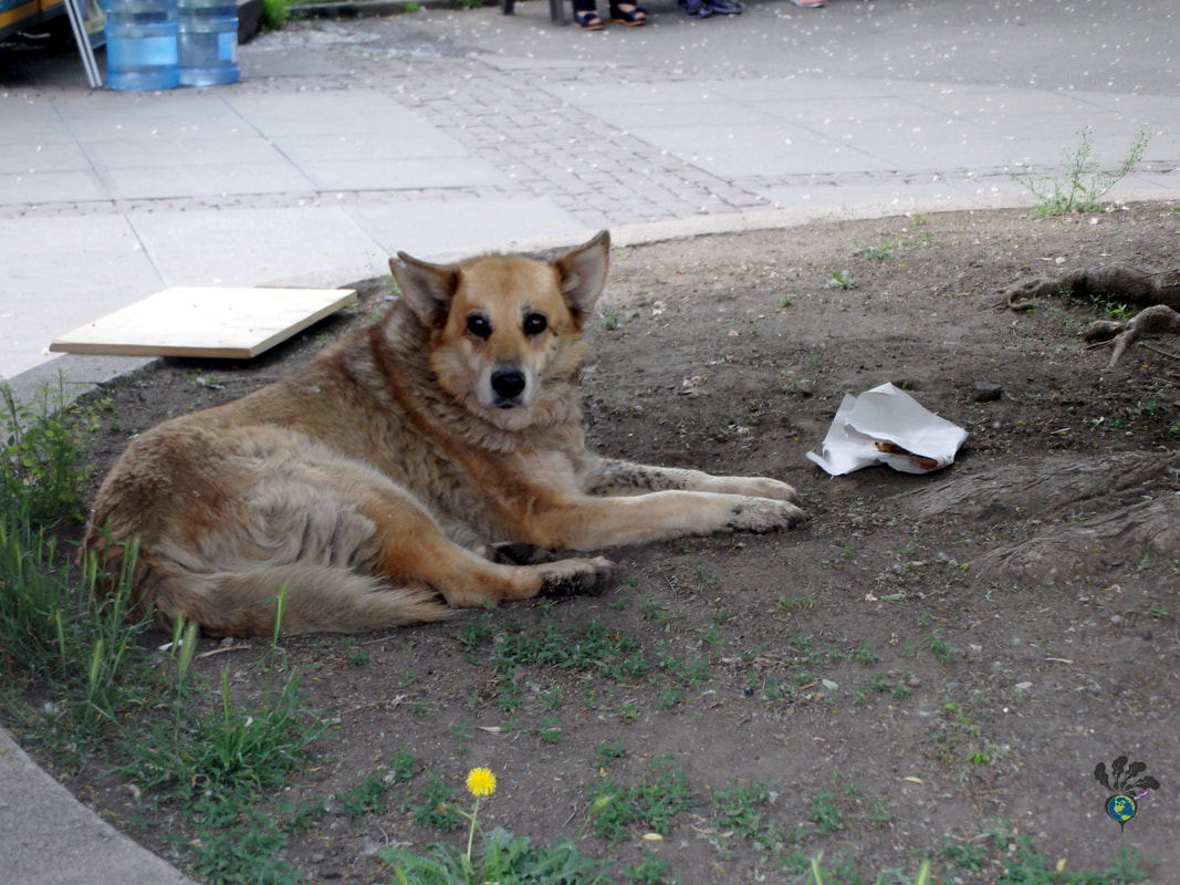 Fluffy light brown street dog on the dirt around tree roots in the park Picture