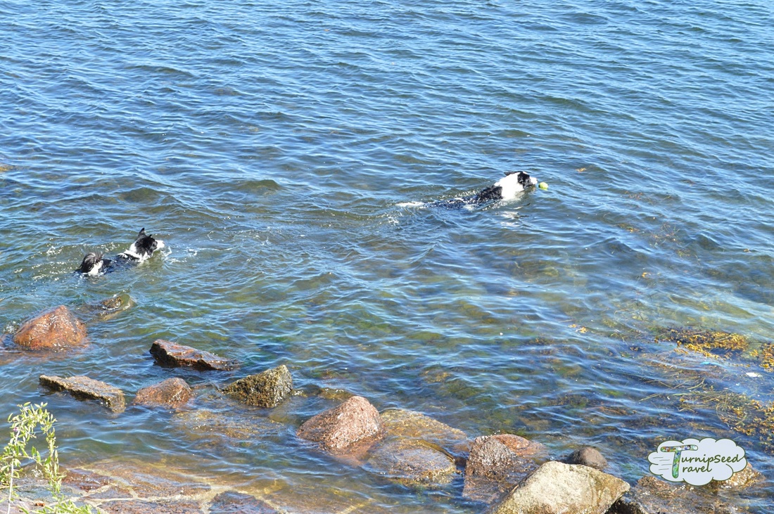 Dogs swimming in Copenhagen harbor Picture