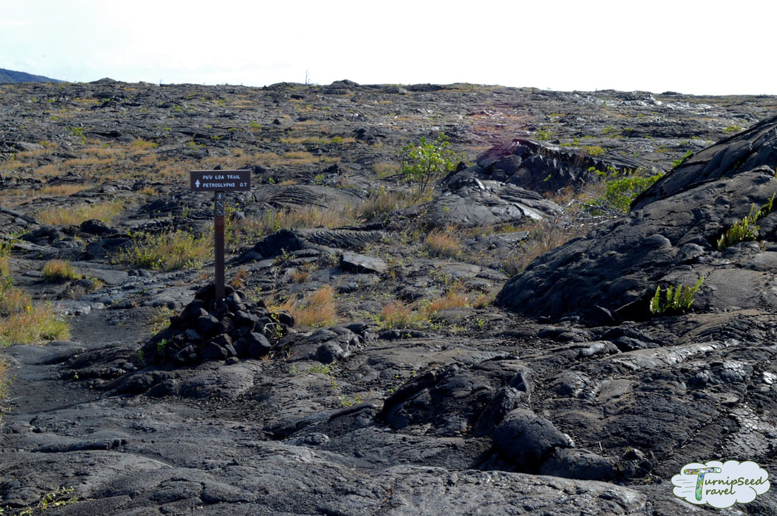 Exploring Hawaiian petroglphys: Small sign post for the Pu'u Loa trail sits in a field of black lava rock Picture