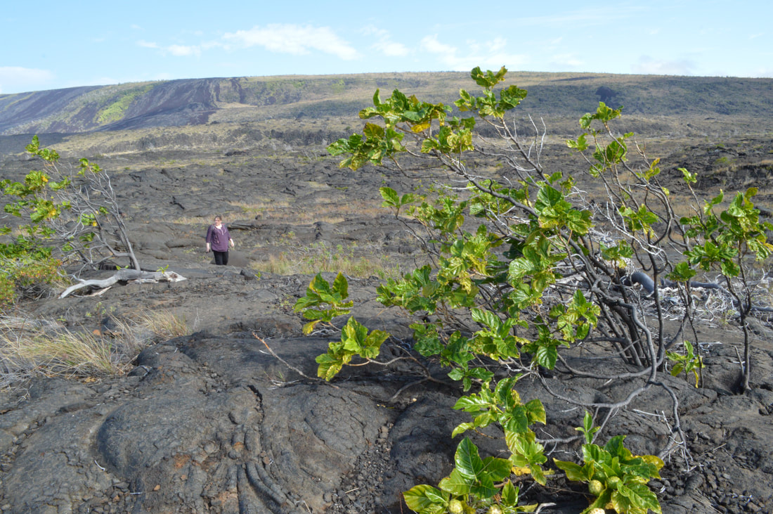 Fields of black lava rock with Vanessa walking in the backgroundPicture