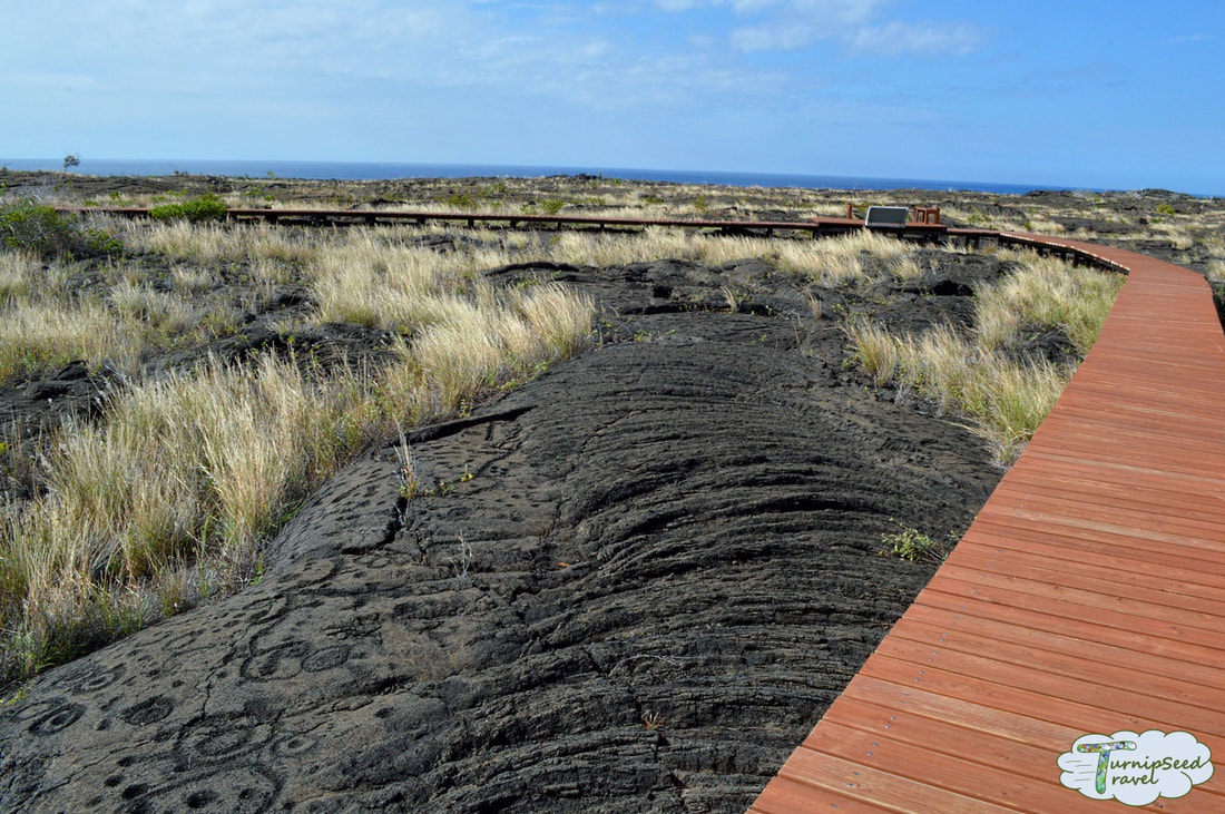 Hawaiian petroglyphs: A wooden boardwalk leads visitors over a section of lava rock with carvingsPicture