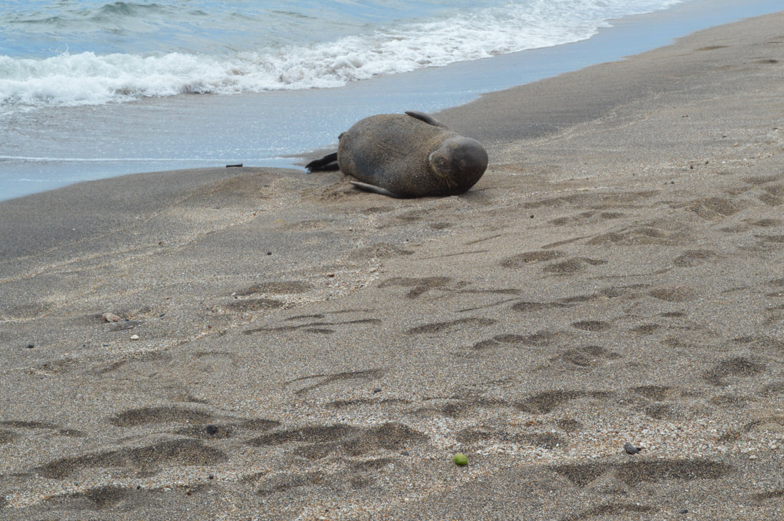 Monk Seal, Glass Beach, Kauai