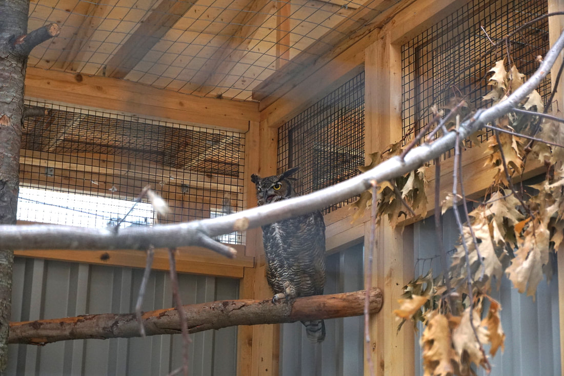 Great horned owl in an ourdoor enclosure Picture