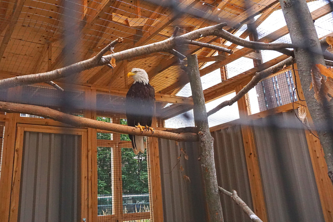 Bald eagle at an outdoor enclosure Picture
