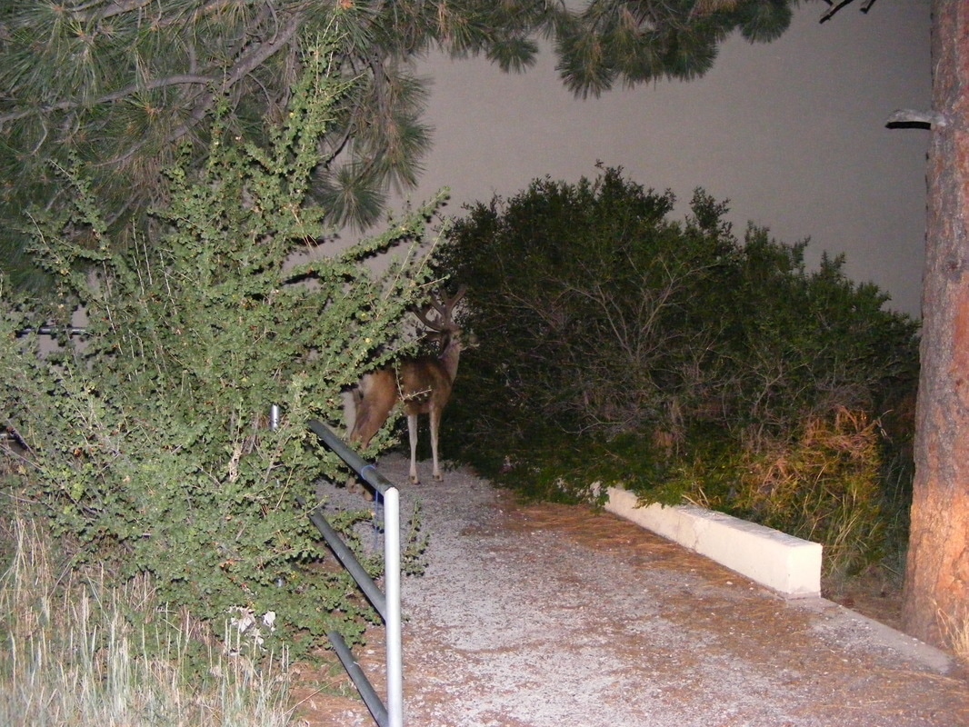 Deer on the path at night Picture