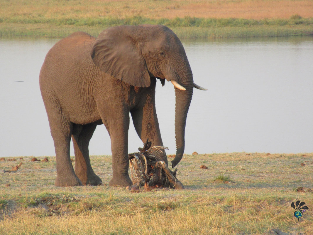 Elephant on a river bank examines the bones of a dead baby elephantPicture