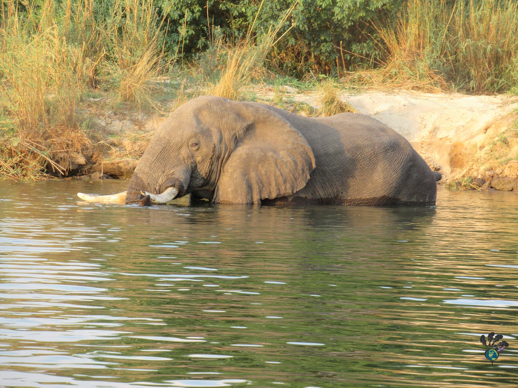 Sunset river cruise on the Zambezi River in Victoria Falls Zimbabwe: Large elephant sinks into the water in front of a sandy bank