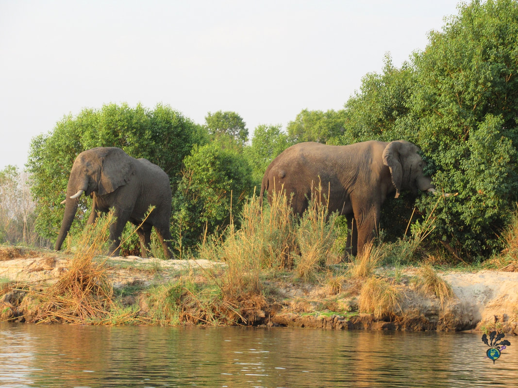 Sunset river cruise on the Zambezi River in Victoria Falls Zimbabwe: Two elephants stand on the sandy river banks, eating green shrubs
