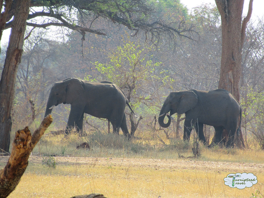 Walking with Rhinoceros in Zambia - elephants in the distance