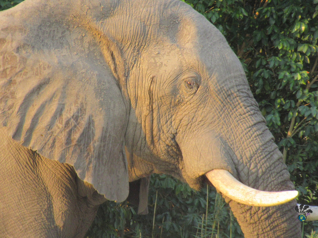 Sunset river cruise on the Zambezi River in Victoria Falls Zimbabwe: Close up of an elephant's head with large ears and tusk