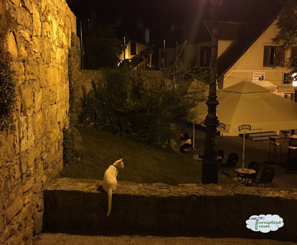 What To See In Zagreb In One Day: Ghost tour with a white cat on a low stone wall