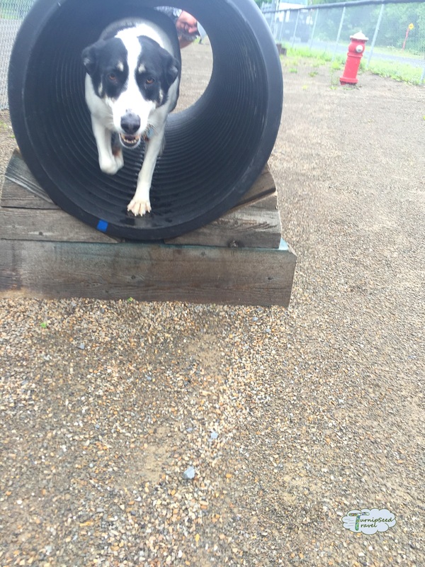 Oliver runs through a tunnel at the playground