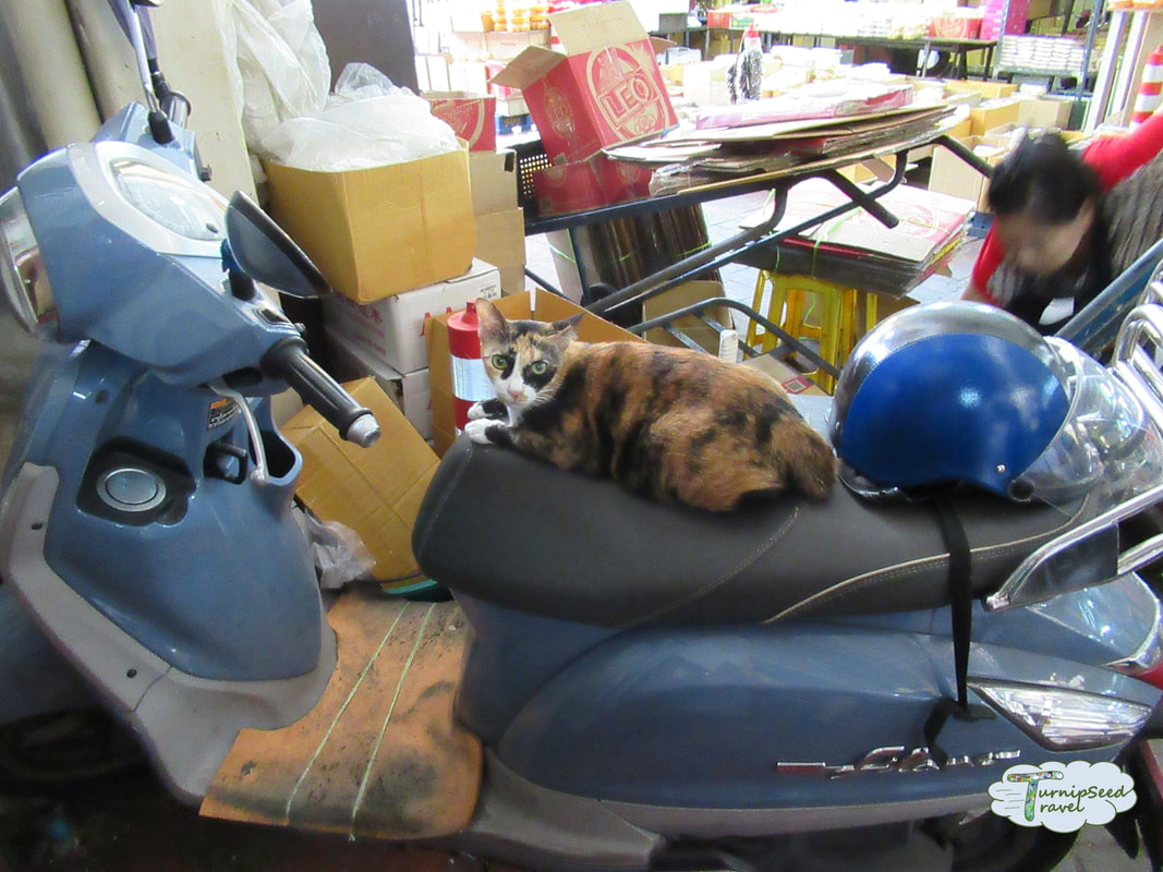 A cat lounges on a scooter in Bangkok