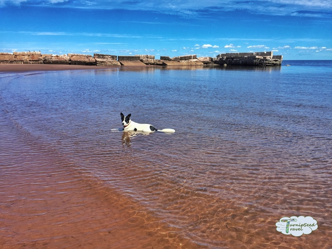 Ollie lies in the water at a beach in Nova Scotia Picture