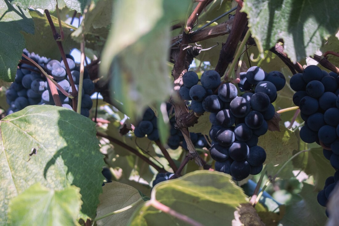 blue concord grapes growing on vines Picture