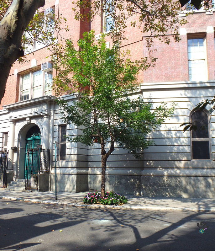 Greenwich Village food tour New York: Bright green tree in front of a historic building