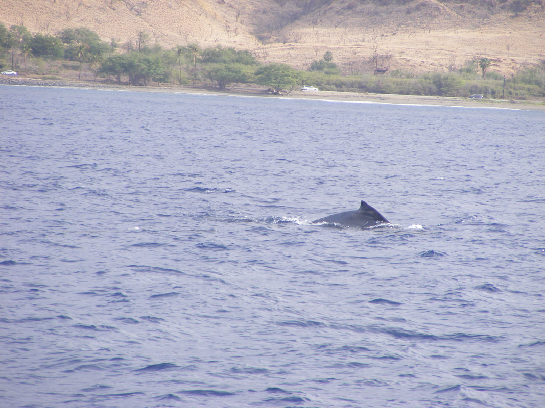Whale watching Maui Picture