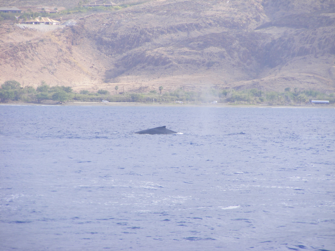 Whale watching Maui Picture