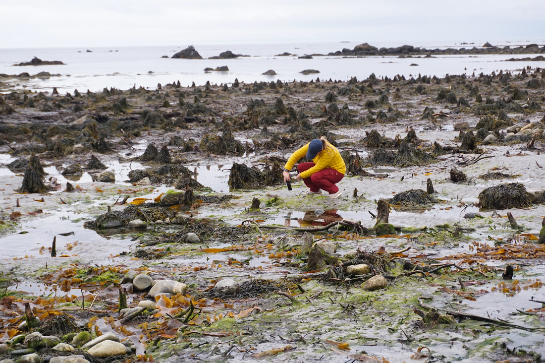 Person wearing a yellow coat and red pants takes a photo of a stump while surrounded by hundreds of other tiny stumps by the seaside.
