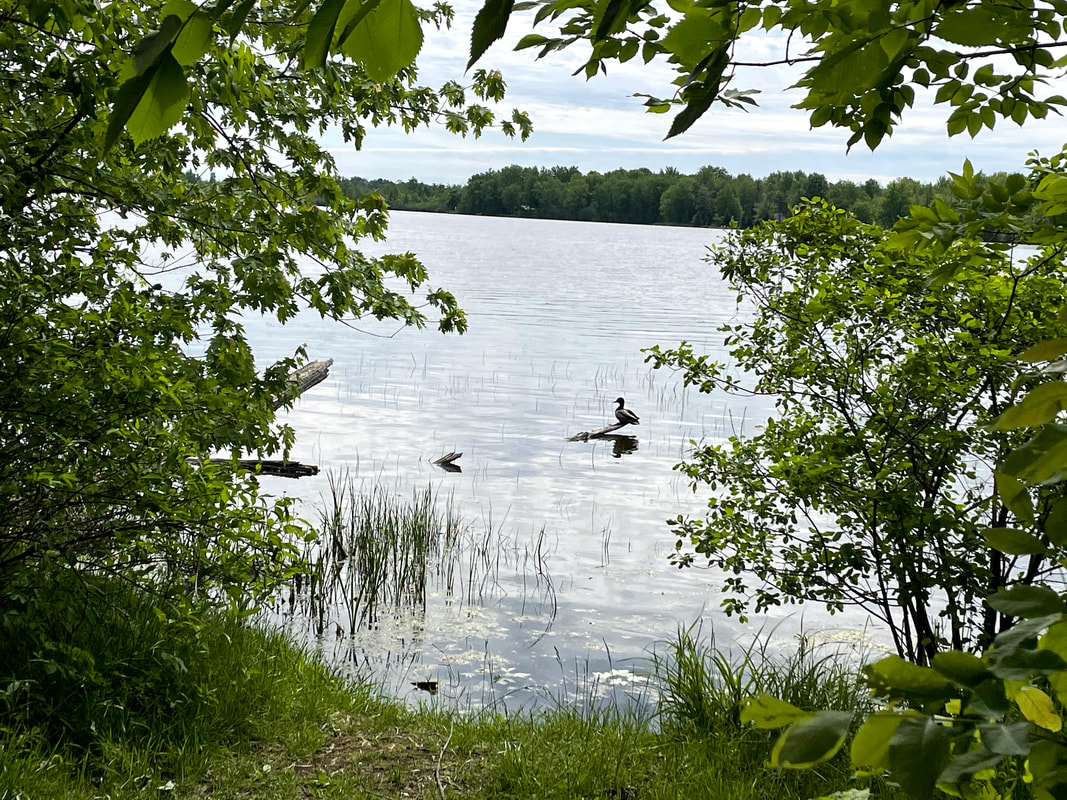 A duck sits on a branch sticking out of the water, surrounded by trees Picture