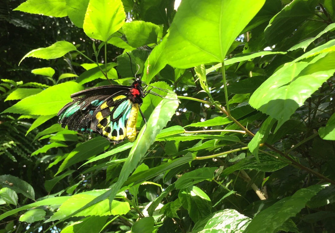A butterfly with a black body and black wings feature spots and sections of yellow and turquoise colours sits in a bright green bush