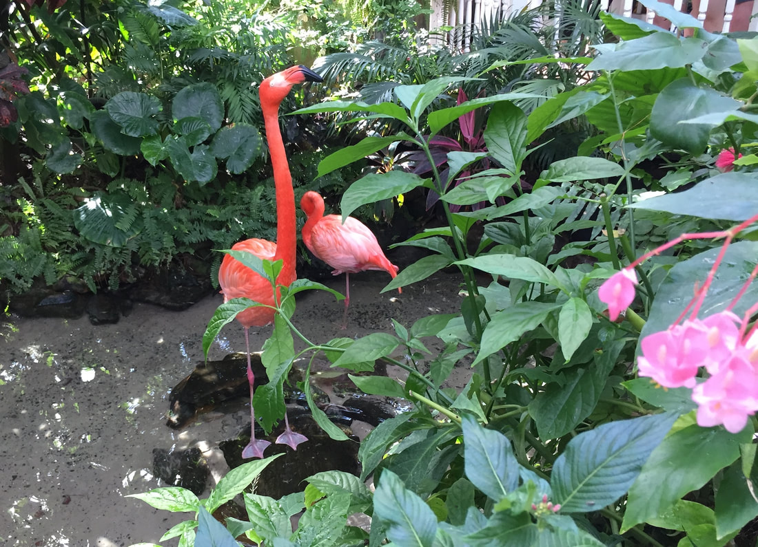 Two pink flamingos stand among the green foliage with some pink flowers in the foreground
