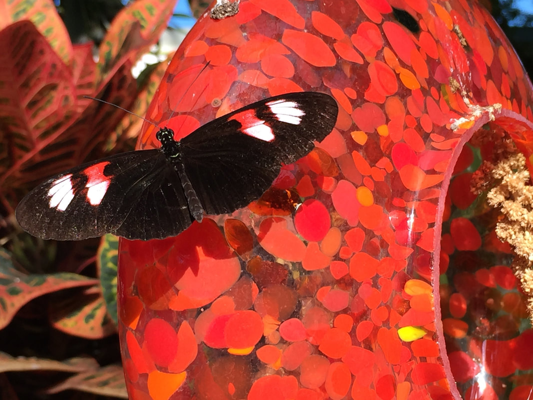 A black butterfly with white and red spots sits on a red piece of ornamental glass
