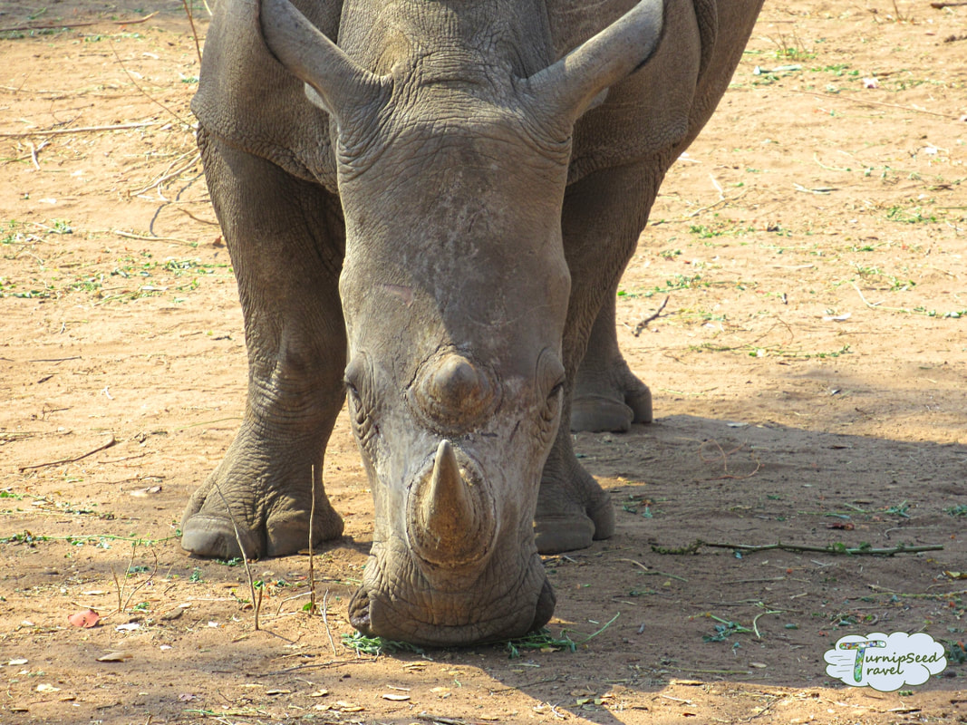 Walking with Rhinoceros in Zambia 