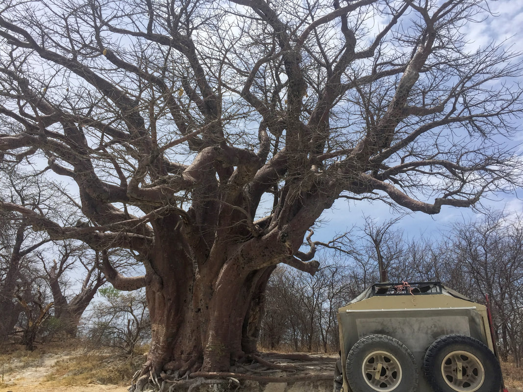 Large baobab with an overland tour jeep parked next to it.