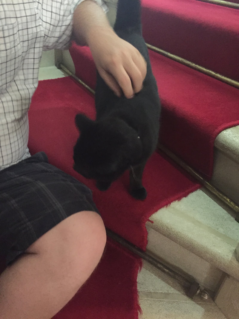 Ryan pats Pierre, a black cat standing on a red carpet. Picture