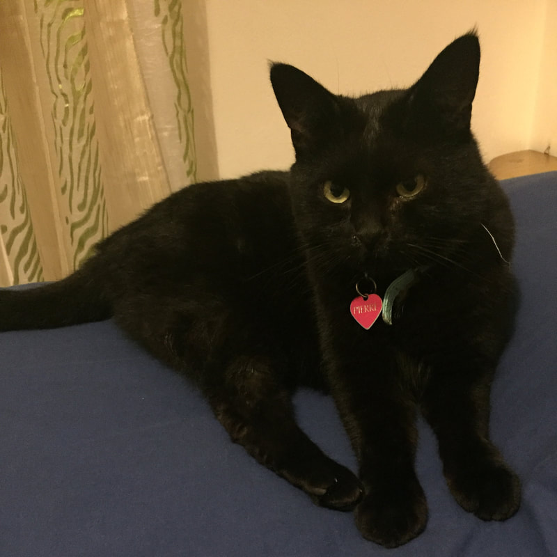 Pierre the black cat sits on a blue bedspread. Picture