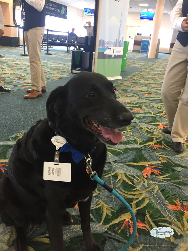 Therapeutic Dog Orlando Melbourne International Airport Picture