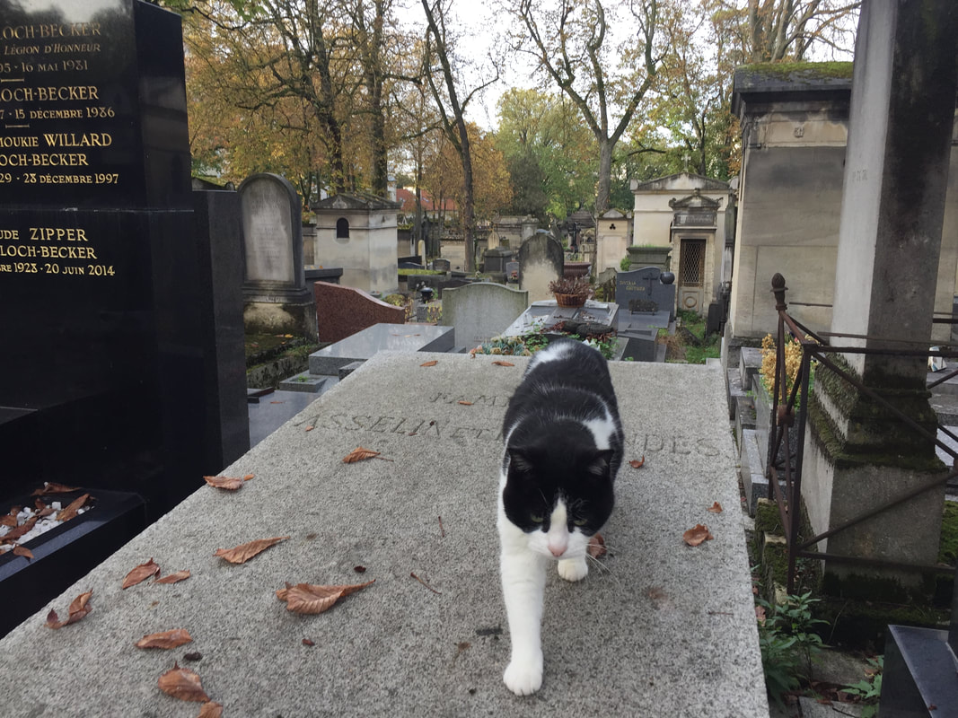 A black and white cat walks on a tombstone.