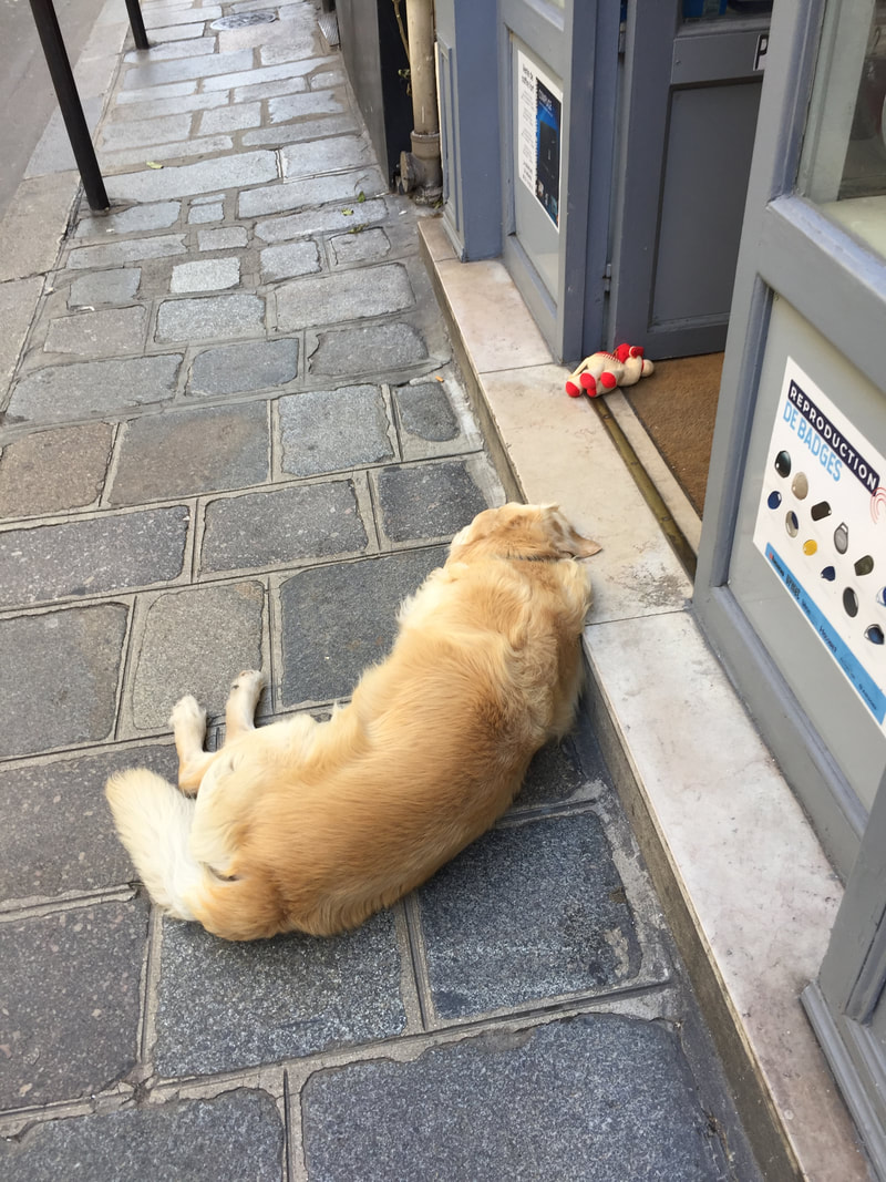 A golden lab lies on the sidewalk with his chin on the steps to a shop