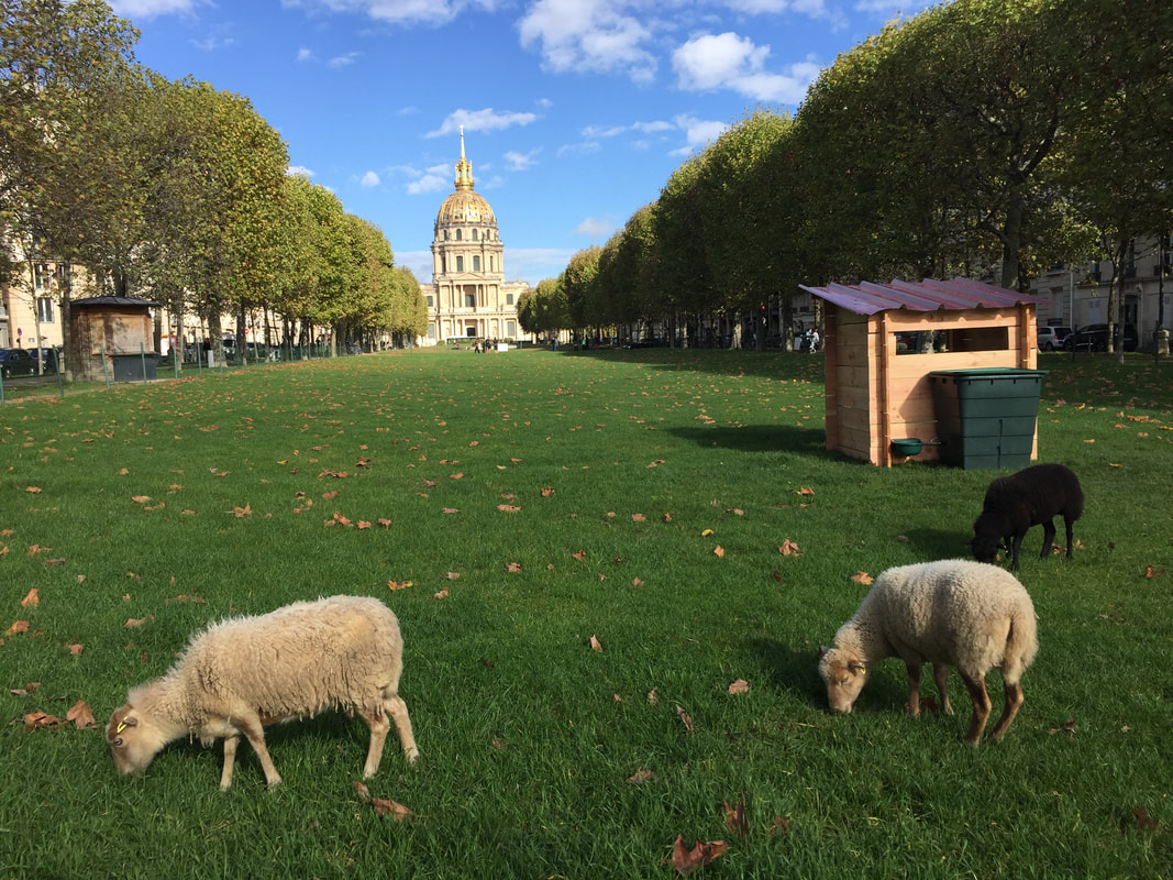 Two white sheep and one black sheep eat grass on a large lawn, with the Invalides buildings in the far background