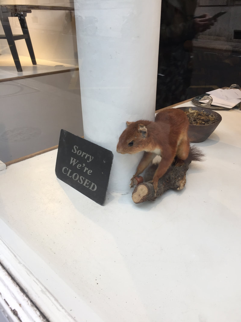 Taxidermy red squirrel in a white shop window.