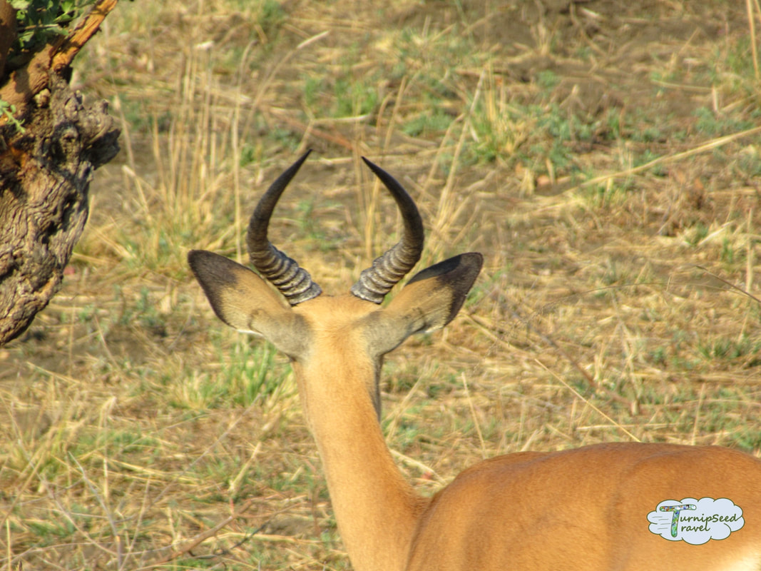 Walking with Rhinoceros in Zambia - Impala deer
