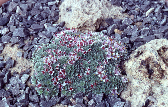 Kelseya Uniflora among gravel and rocks Picture