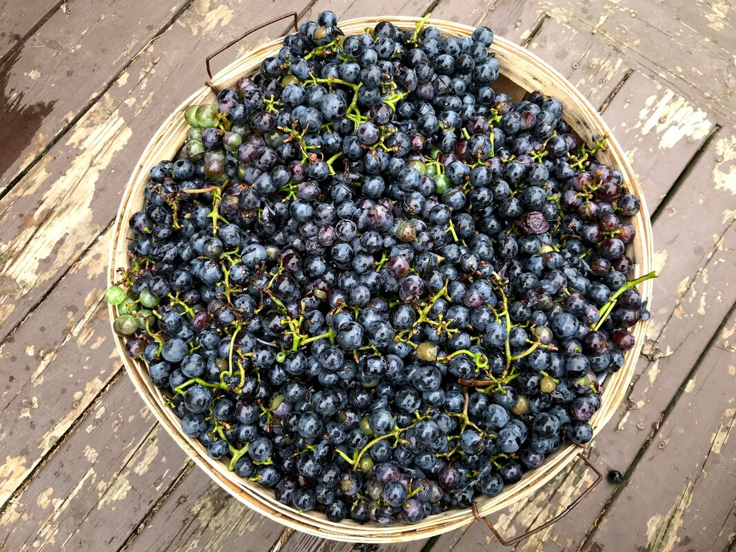 A wicker basket filled with blue-purple concord grapes 