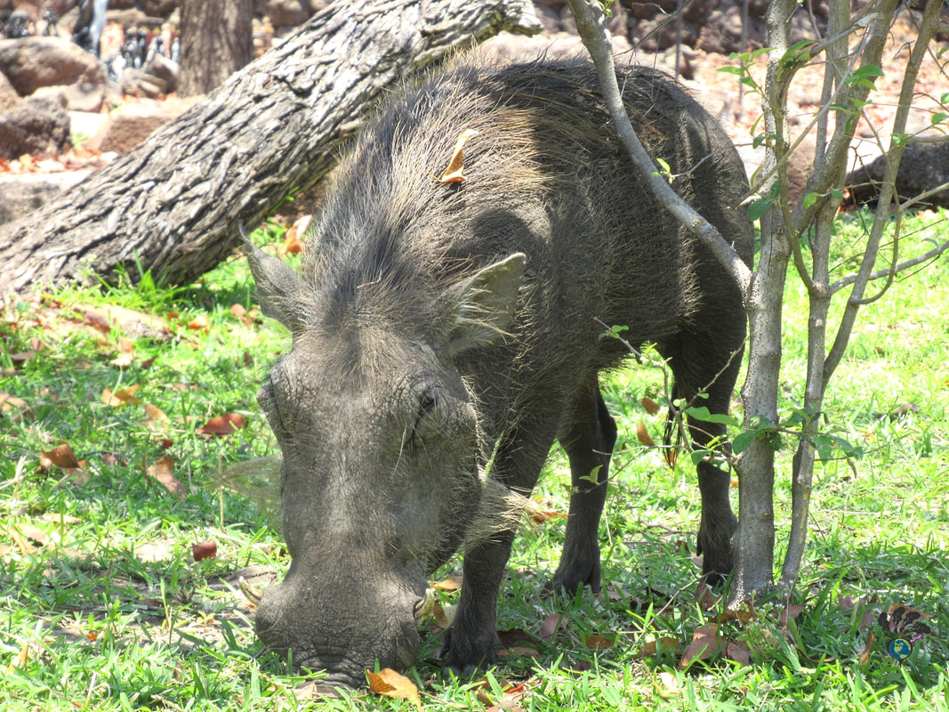 What can you do in Victoria Falls? Hang out with this jaunty warthog, for starters! Picture