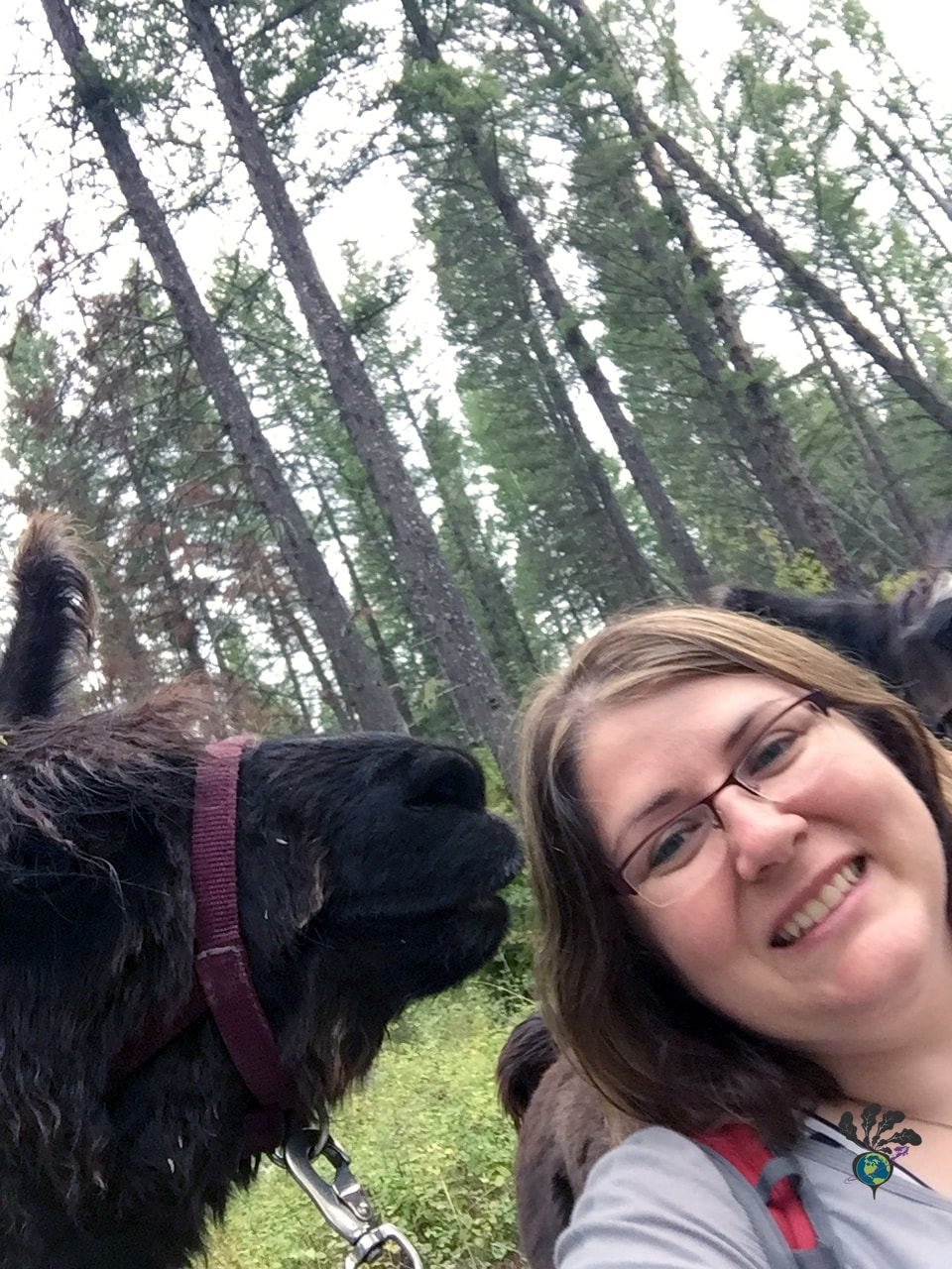 Llama trekking Montana selfie with raffi the brown llama