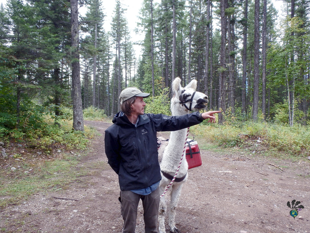 Llama trekking Montana Guide gives instructions