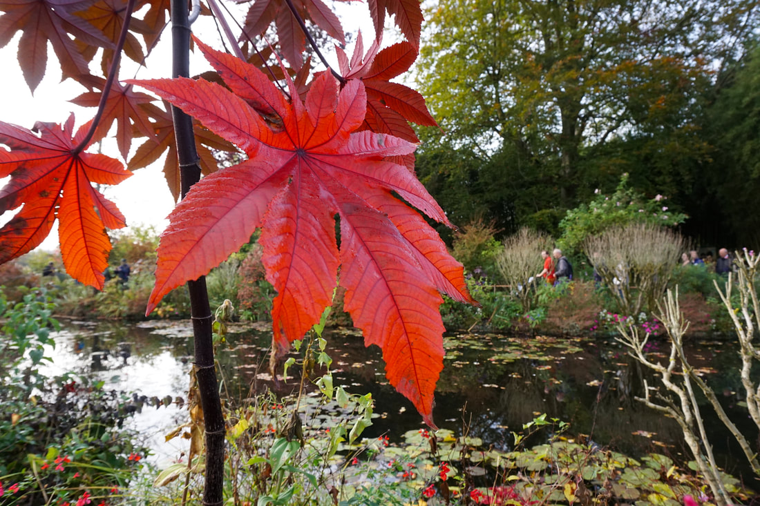 Bright red Japanese maple tree next to the water lily pond with people walking in the background.